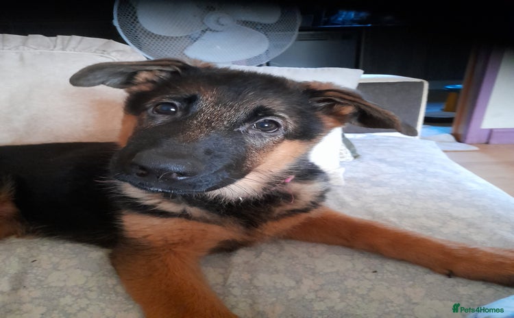German Shepherd dogs - Advert 10