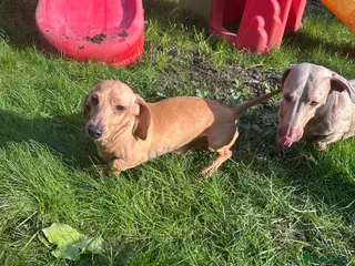 Miniature Dachshund dogs 🍦Cupid Draw back your bow🩷 up for stud! - Advert 14