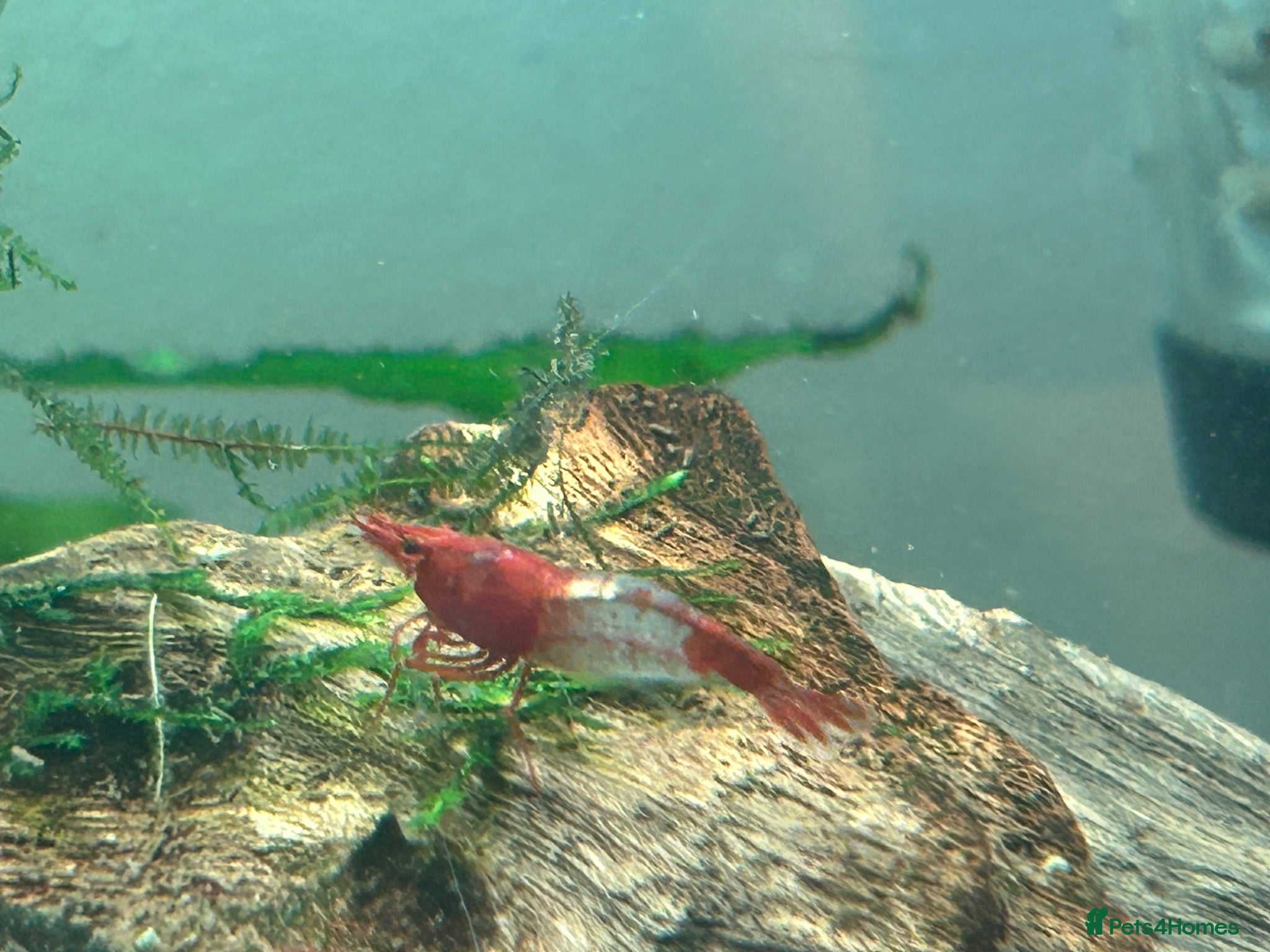 Shrimps fish Red rilli shrimp - Advert 1