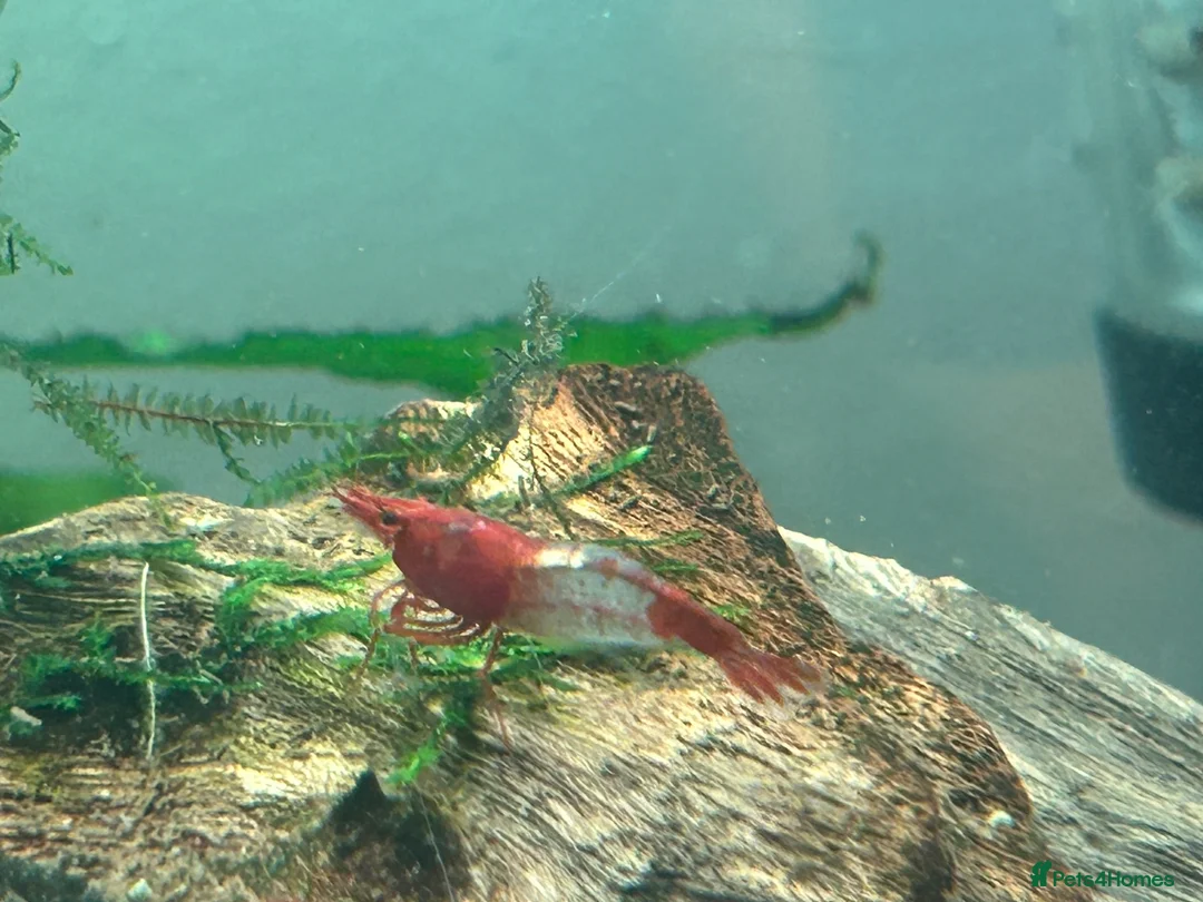 Shrimps fish for sale: Red rilli shrimp - Advert 1