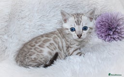 Bengal cats for sale: 🏆OUTSTANDING SHOW WINNING BENGALS KITTENS🔥 - Image 4