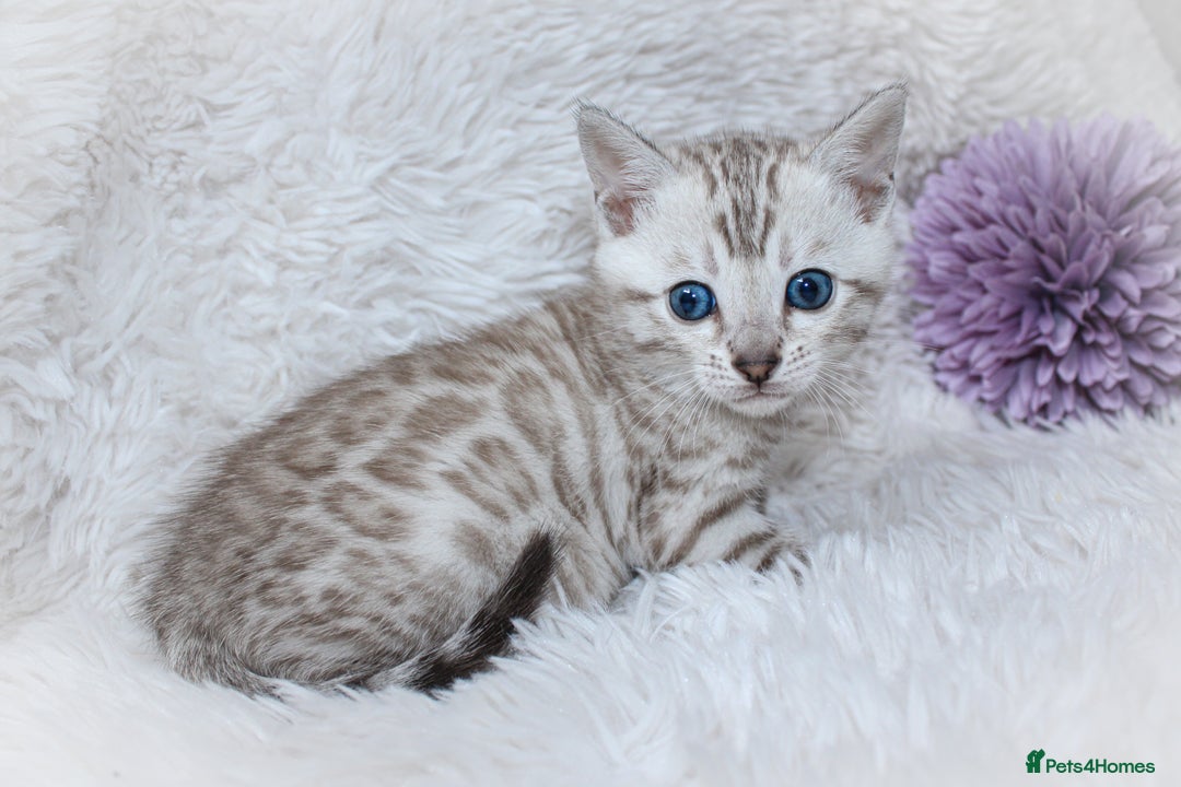 Bengal cats for sale: 🏆OUTSTANDING SHOW WINNING BENGALS KITTENS🔥 - Image 4
