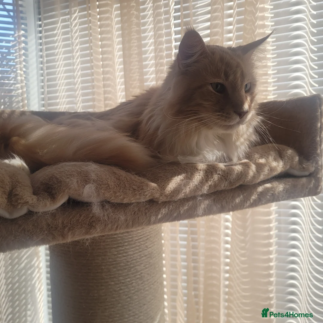Maine Coon cats for sale: Seeking a loving forever home - Advert 1