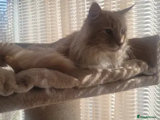 Maine Coon cats Seeking a loving forever home - Advert 1