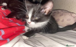 Mixed Breed cats for sale: Female kittens - Image 7