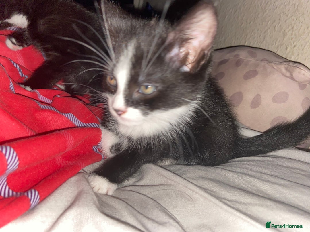 Mixed Breed cats for sale: Female kittens - Image 7
