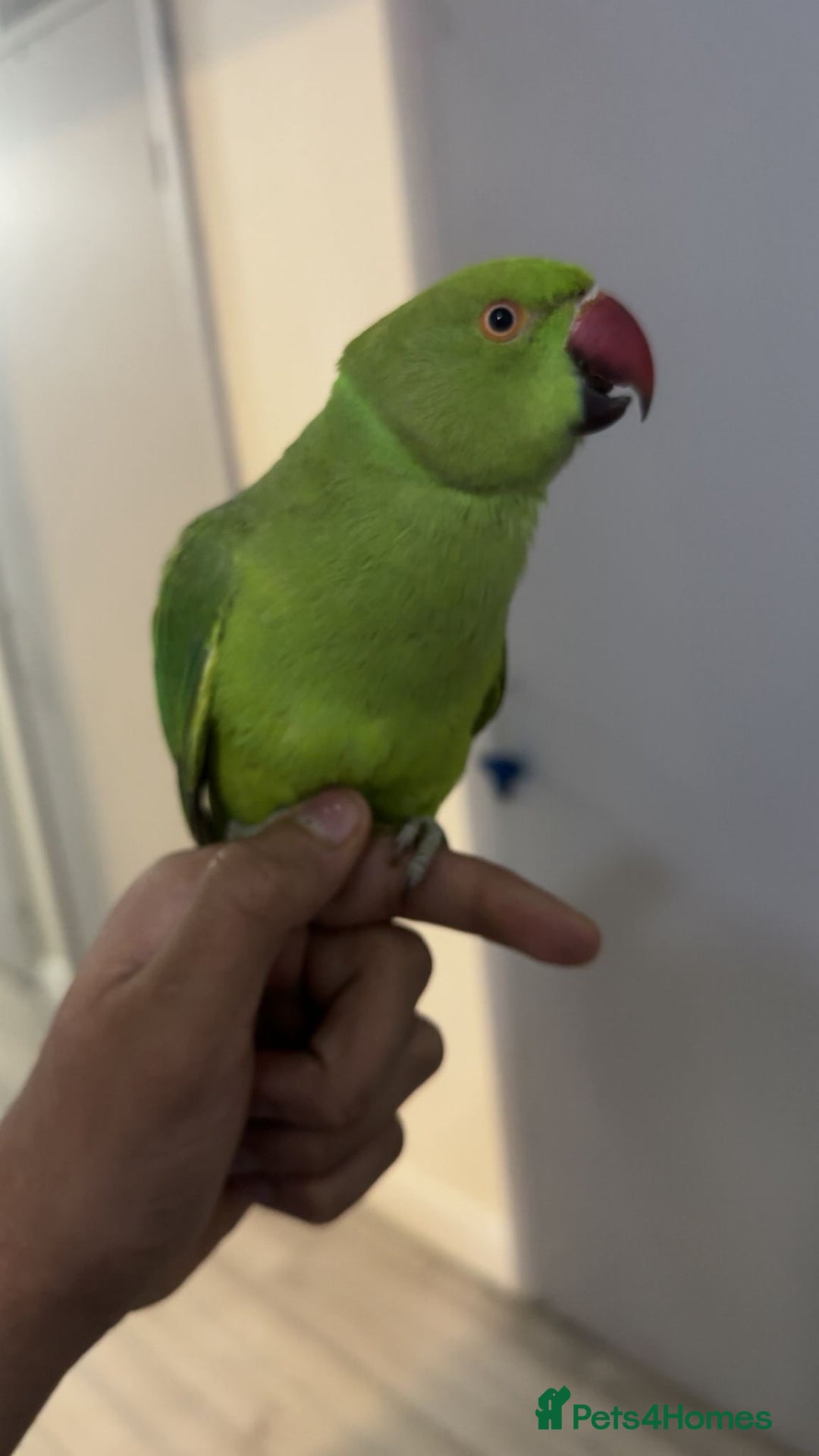 Ringnecks birds for sale: Pet Indian Ringneck - Advert 2