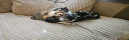 Mixed Breed cats for sale: Mixture of Colour kittens in Birmingham - Advert 7