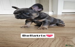 French Bulldog dogs for sale: French bulldog pups  - Image 17