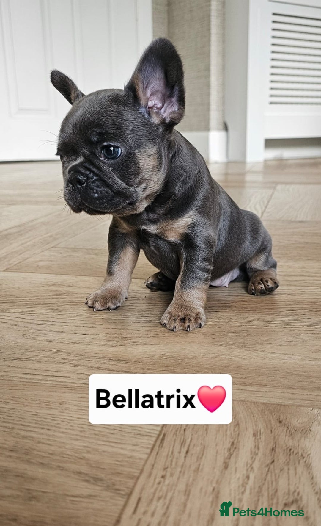 French Bulldog dogs for sale: French bulldog pups  - Image 17
