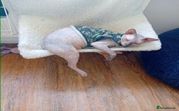 Sphynx cats for sale: Female sphynx - Image 2