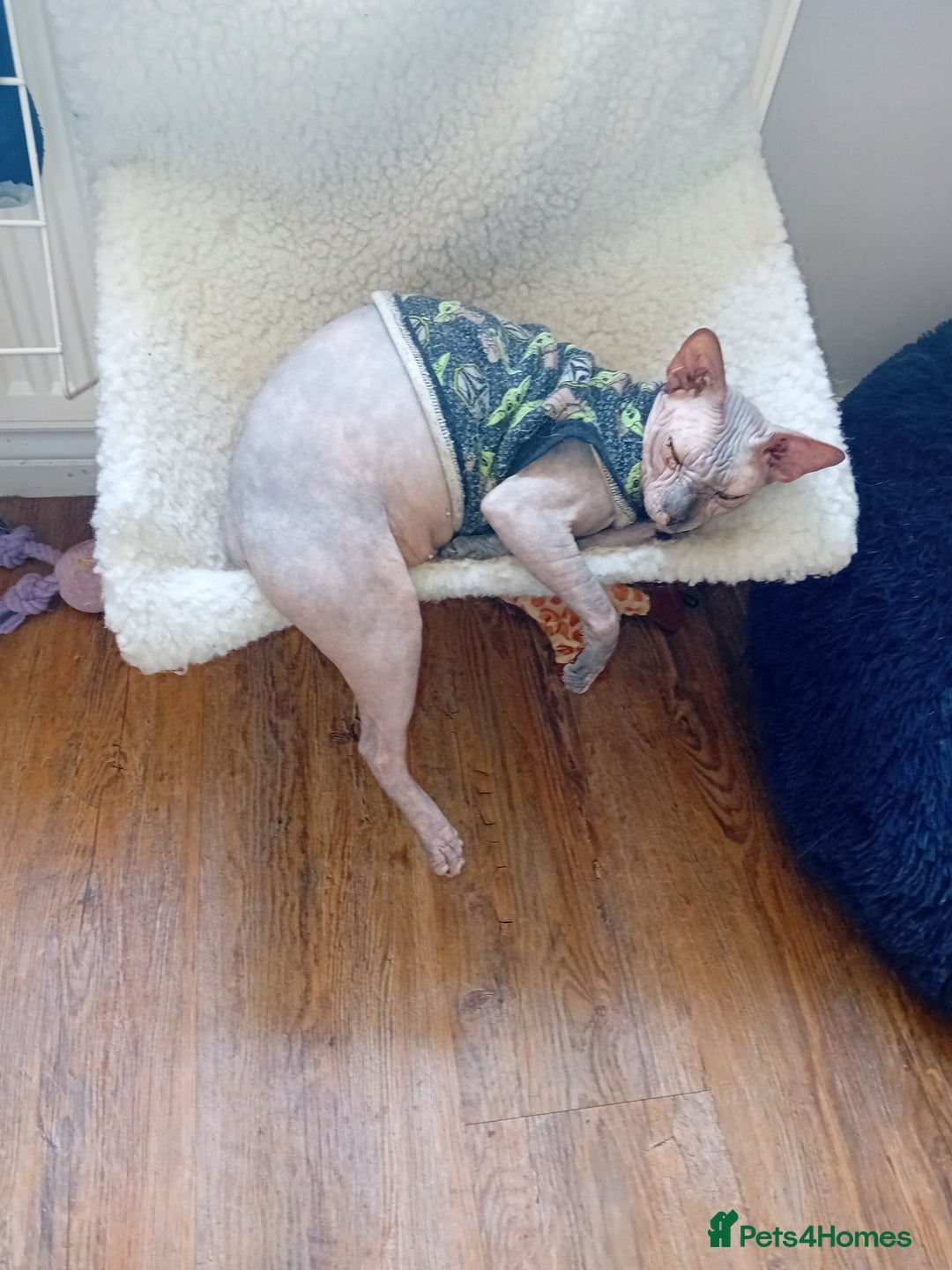Sphynx cats for sale: Female sphynx - Image 2