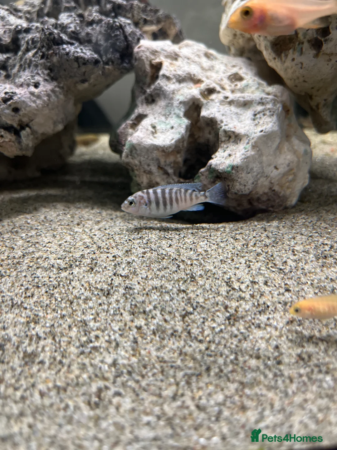 Cichlids fish for sale: Malawi chiclids haps and mbuna  - Advert 4