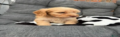 Cockapoo 2
