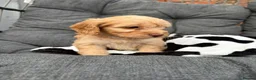 Cockapoo dogs for sale: Premium Cockapoo Puppies in Wakefield - Advert 6