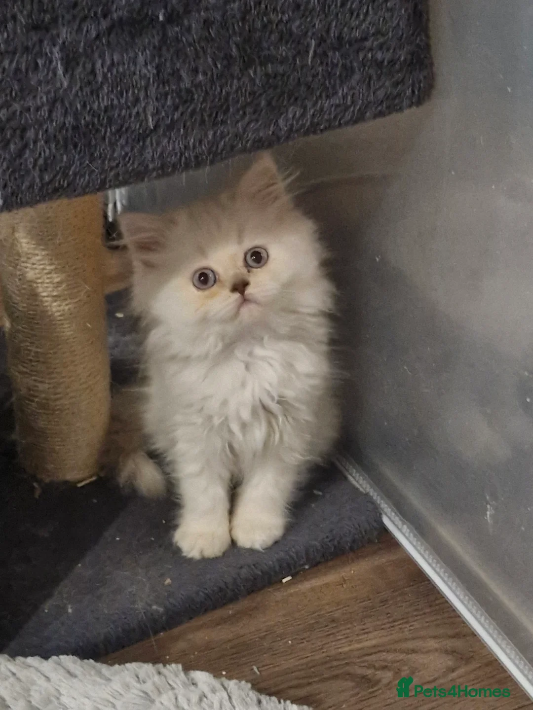 British Shorthair cats for sale: GCCF registered British shorthair and longhair - Advert 1