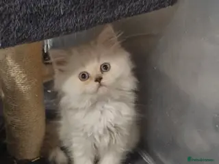 British Shorthair cats GCCF registered British shorthair and longhair - Advert 13