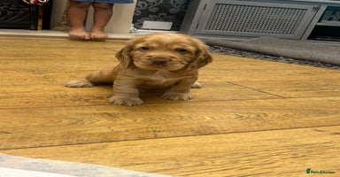 Cocker Spaniel dogs - Advert 13