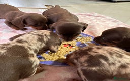 Dachshund dogs for sale: Beautiful Dachshund Puppies  - Image 7