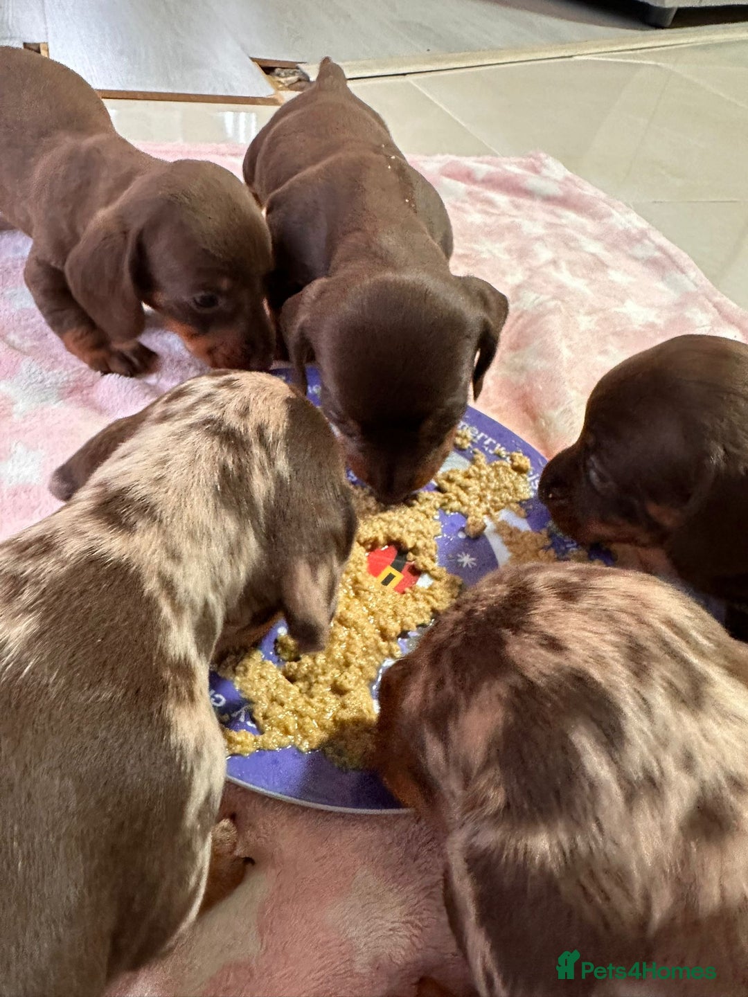 Dachshund dogs for sale: Beautiful Dachshund Puppies  - Image 7