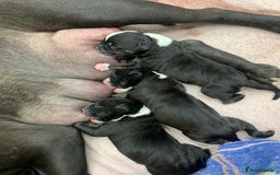 Mixed Breed dogs for sale: American bull staffs available in October  - Image 15