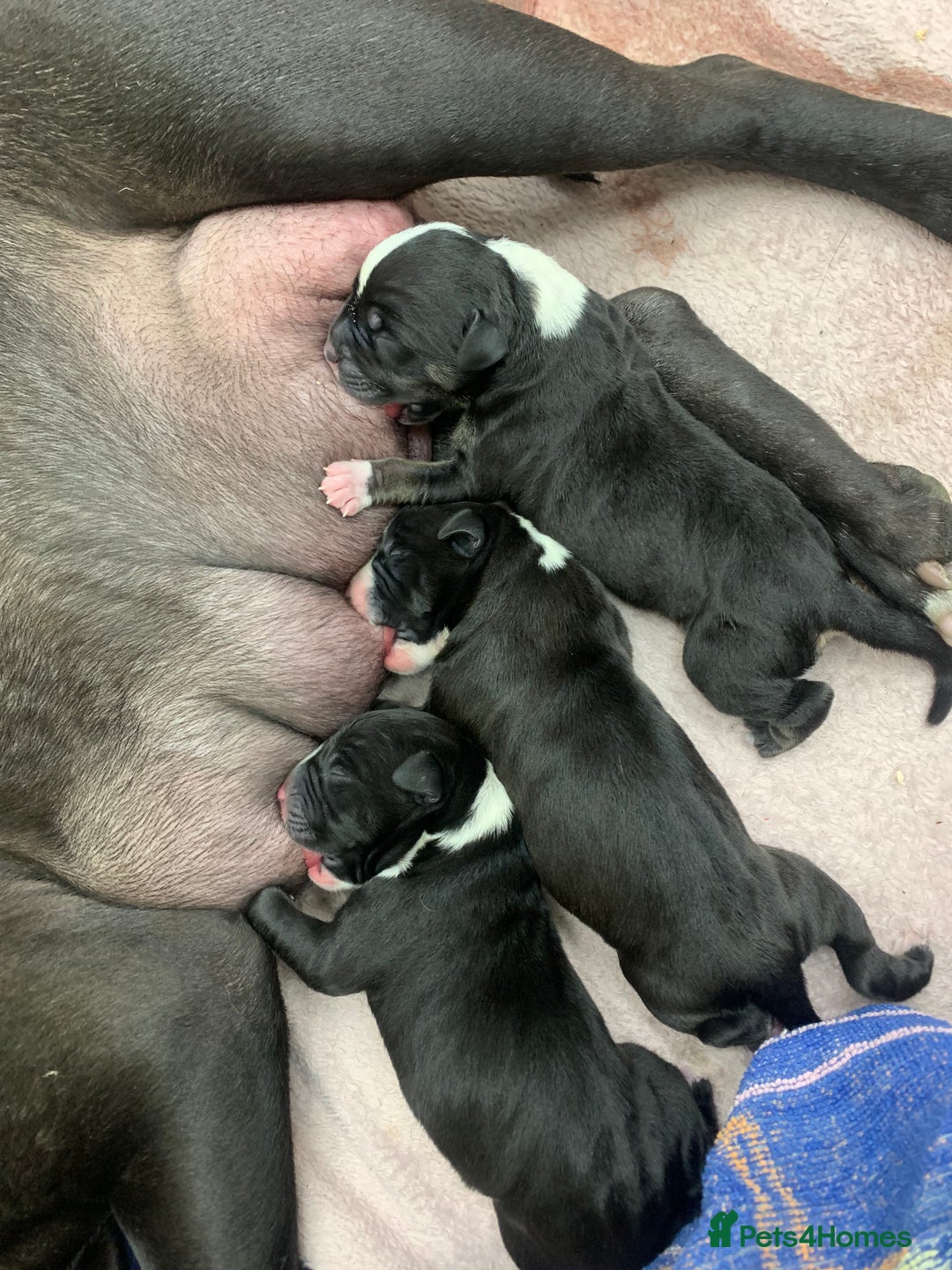 Mixed Breed dogs for sale: American bull staffs available in October  - Image 15