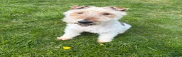 Fox Terrier dogs for sale: Fox terrier for sale in Darlington - Advert 3