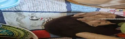 British Shorthair cats for sale: British longhair and shorthair kittens  - Advert 22