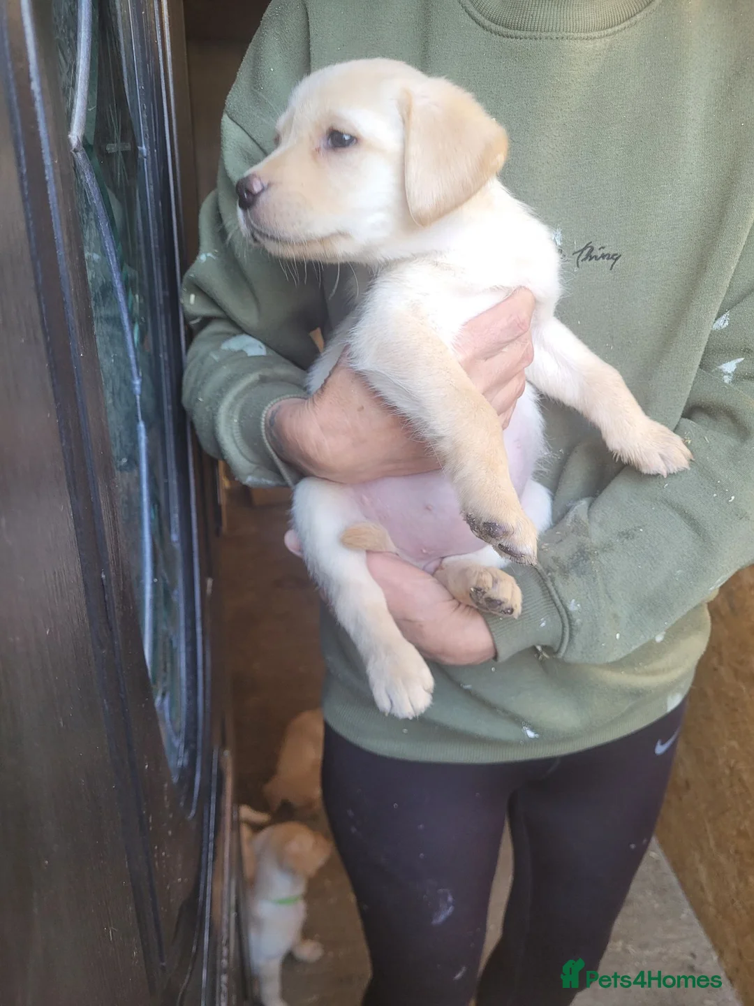 Labrador Retriever dogs for sale: Labrador puppies - Advert 13