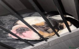 English Bulldog dogs for sale: Miniature English bulldog, 2 years old - Image 4