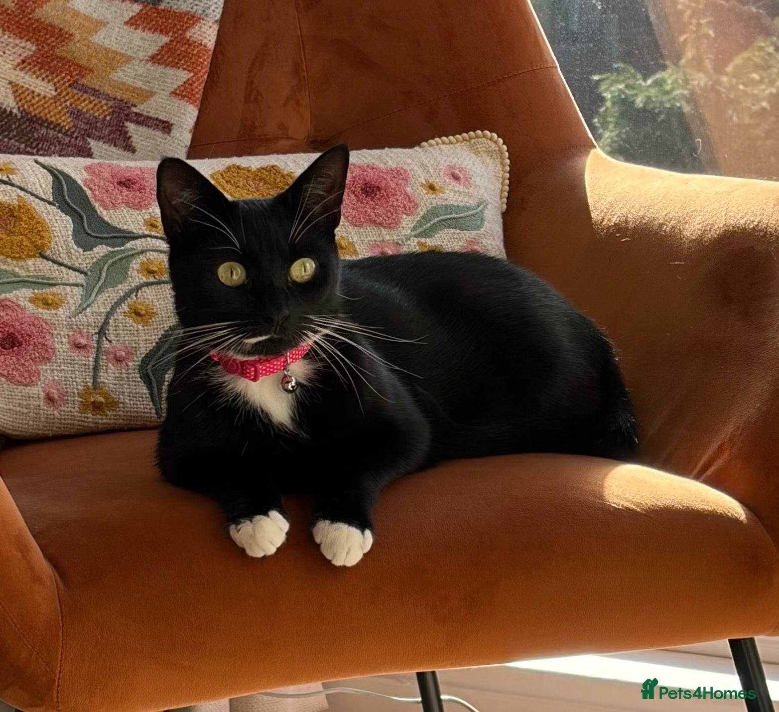 Mixed Breed cats Bonnie - sweet girl looking for a new home - Advert 8