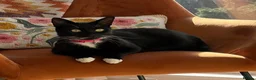 Mixed Breed cats for sale: Bonnie - sweet girl looking for a new home - Advert 1