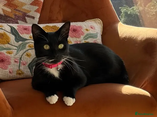 Mixed Breed cats for sale: Bonnie - sweet girl looking for a new home - Advert 6