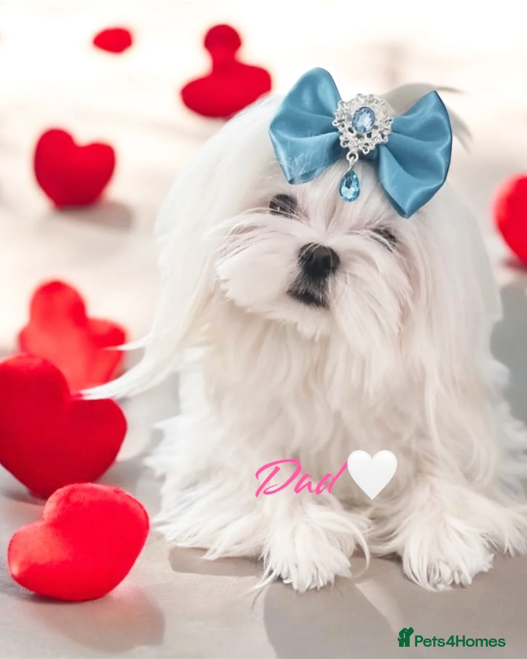 Maltese dogs for stud: ⭐️Tiny Korean Maltese Stud - Proven ⭐️ in Clydebank - Advert 6