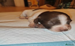 English Springer Spaniel dogs for sale: 🌟 Beautiful Springer Spaniel Litter - Image 15