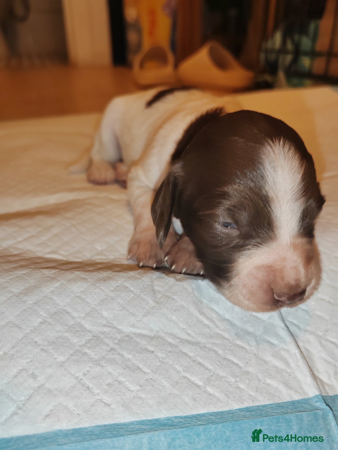 English Springer Spaniel dogs for sale: 🌟 Beautiful Springer Spaniel Litter - Image 15