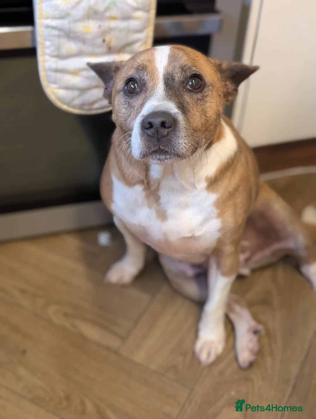 Mixed Breed dogs for sale: Tyson Looking For Home - Advert 5