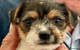Parson Russell dogs for sale: Kennel Club Parsons Champions - Image 4