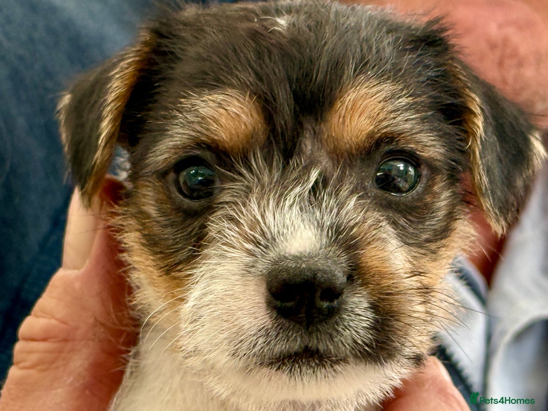 Parson Russell dogs for sale: Kennel Club Parsons Champions - Image 4