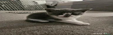 Kitten