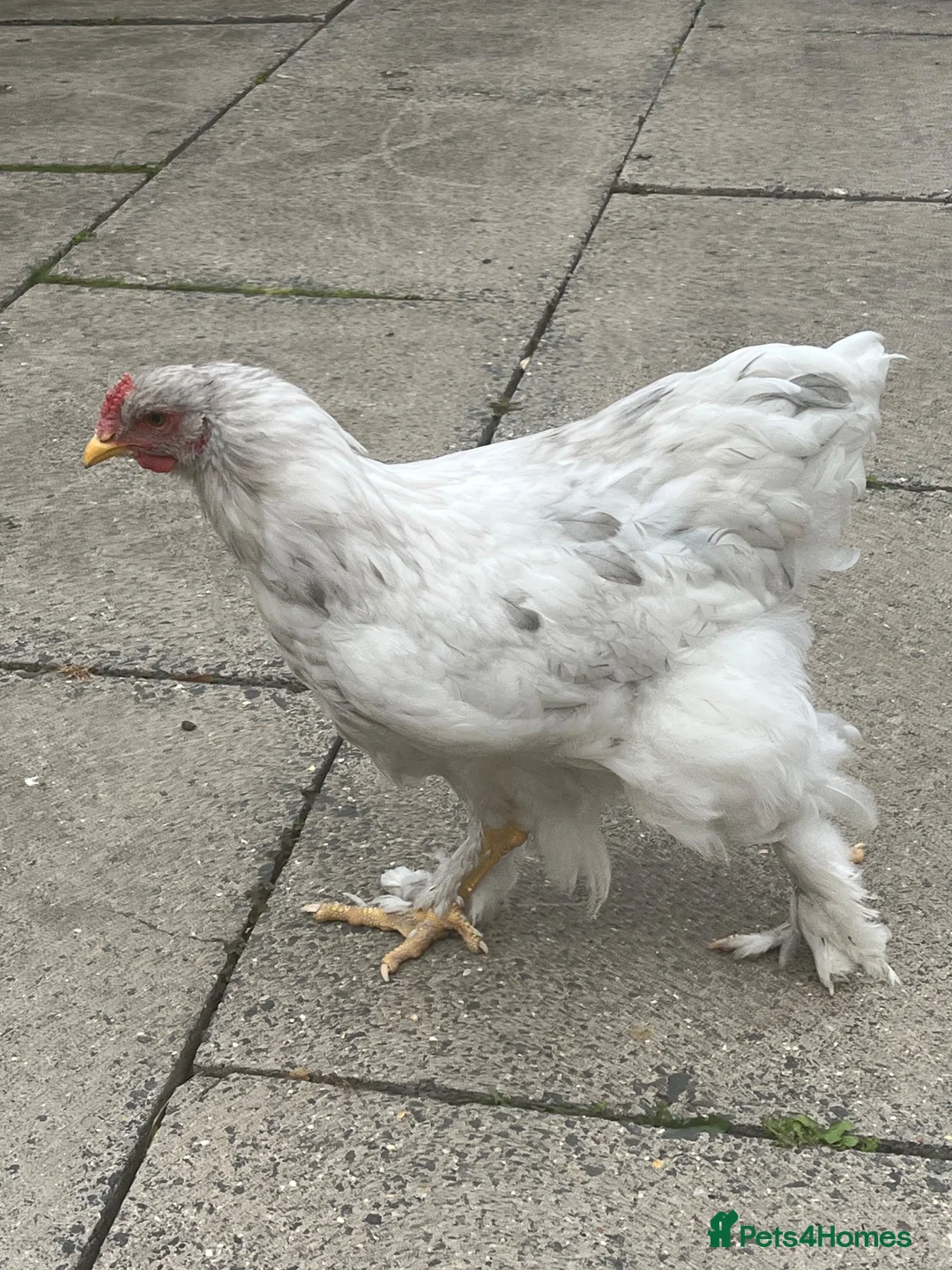 Chickens poultry for sale: Brahma Rooster Cockerel  - Advert 2