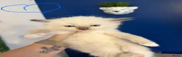 Ragdoll cats for sale: Beautiful kittens ready now  - Advert 7