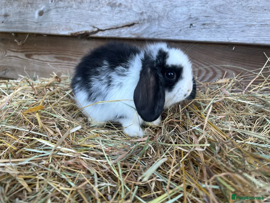 Mini Lop rabbits for sale: Gorgeous Mini lops  - Advert 29