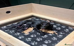 Cocker Spaniel dogs for sale: Working Cocker Spaniel Puppies - Image 2