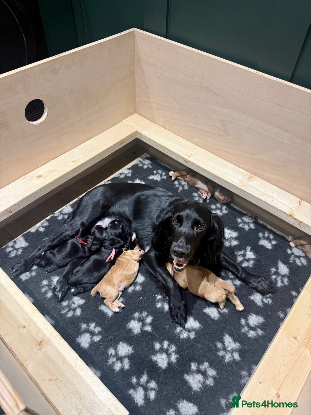 Cocker Spaniel dogs for sale: Working Cocker Spaniel Puppies - Image 2