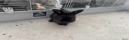 Lionhead rabbits for sale: Mixed Netherland and lionhead  in Pudsey - Advert 2