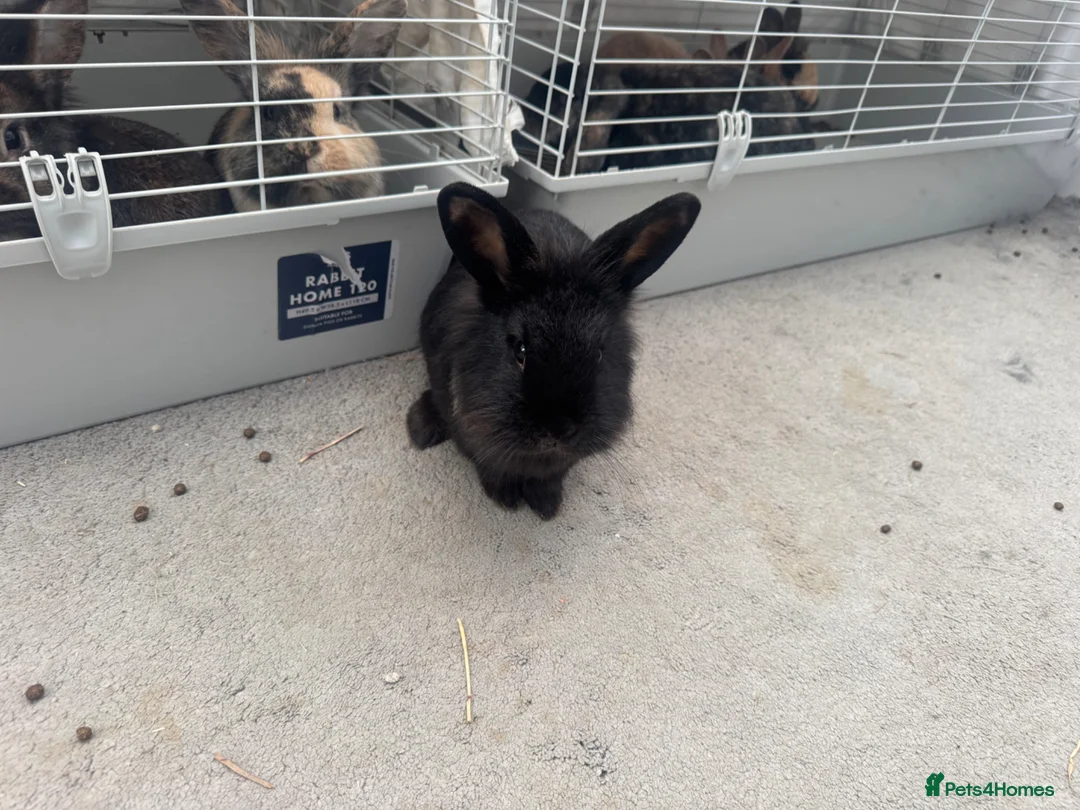 Lionhead rabbits for sale: Mixed Netherland and lionhead  in Pudsey - Advert 2
