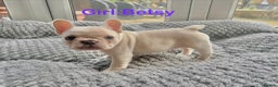 French Bulldog dogs for sale: Only 2 Girls left:French Bull Dog Puppies - Advert 23