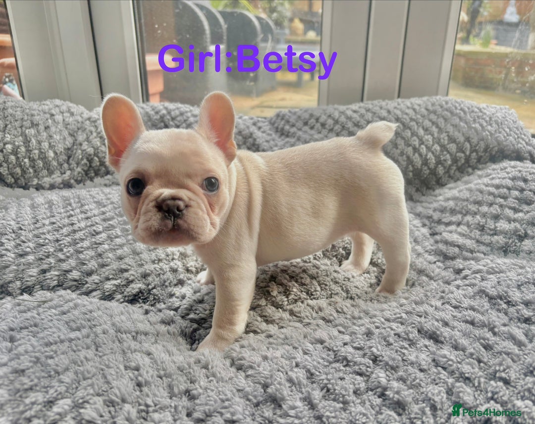 French Bulldog dogs for sale: Only 2 Girls left:French Bull Dog Puppies - Advert 23