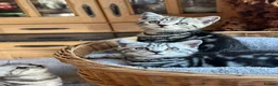 British Shorthair cats for sale: British Shorthair Silver Tabby & Chocolate Tabby - Advert 9